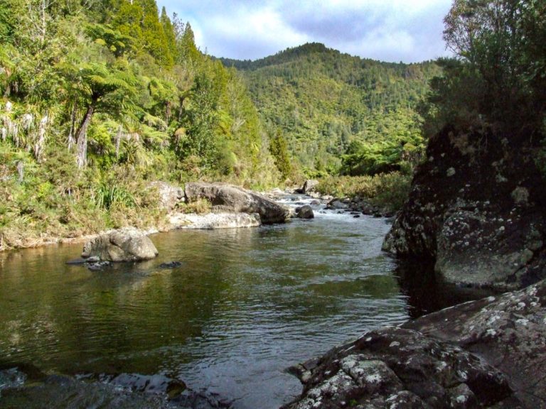 Daly's Clearing Walk