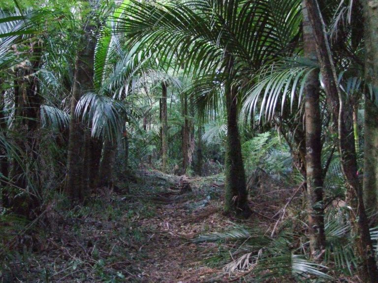 Walking along Deans Track