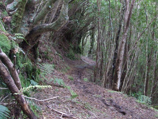 Denniston Incline, Bridal Track Walk