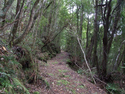 Denniston Incline, Bridal Track Walk