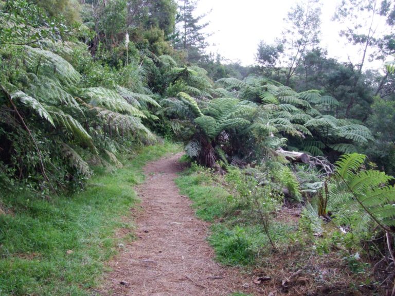 Te Puna Quarry Park Walk