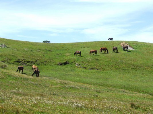 Cape Foulwind Walk