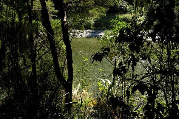 Pelorus Bridge, Water Falls Tramp - Track Point 4