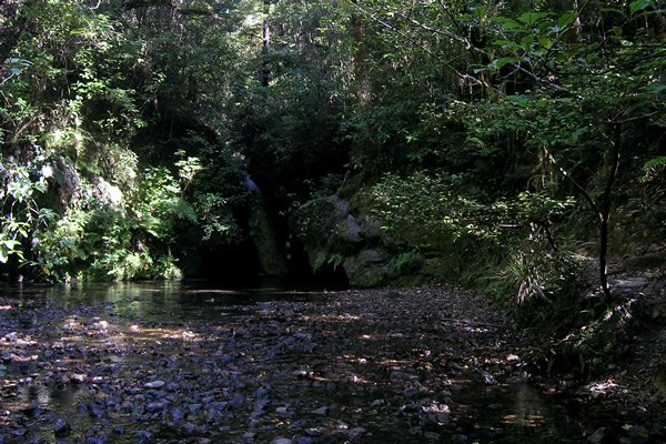 Pelorus Bridge, Water Falls Tramp - Track Point 5