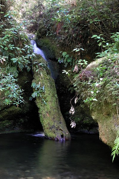 Pelorus Bridge, Water Falls Tramp - Track Point 5
