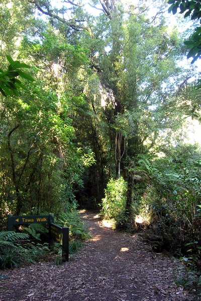 Pelorus Bridge, Water Falls Tramp - Track Point 1