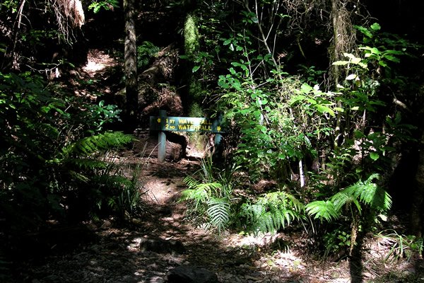 Pelorus Bridge, Water Falls Tramp - Track Point 3