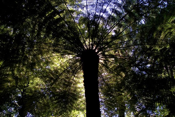 Pelorus Bridge, Water Falls Tramp - Track Point 3