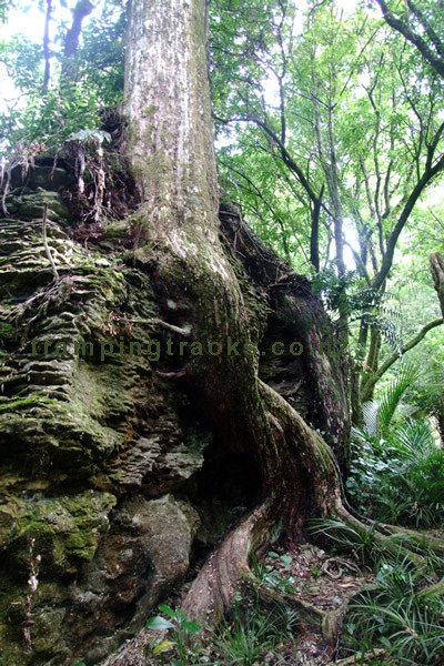 The Grove Canyon Walk - Start