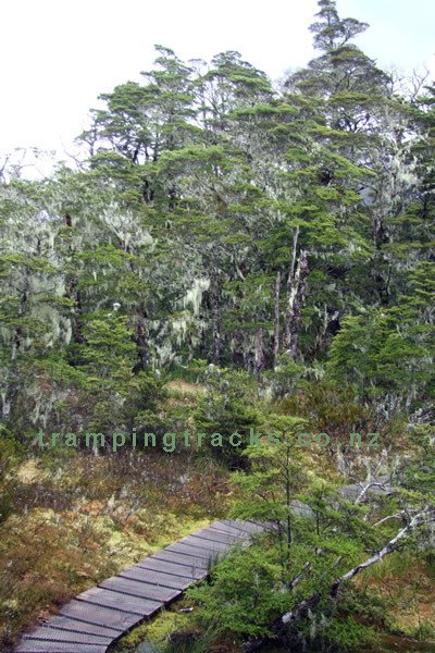 Cannibal Gorge, Lewis Pass Walk