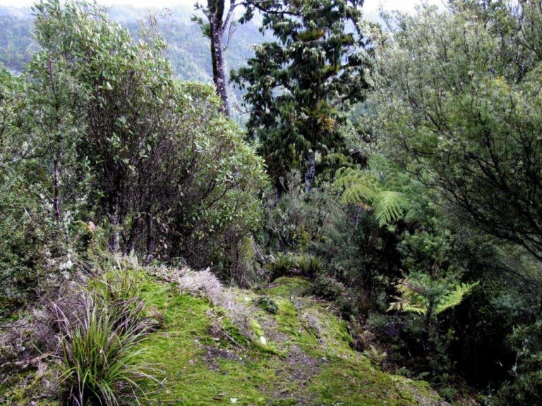 Mt Messenger to Kiwi Road