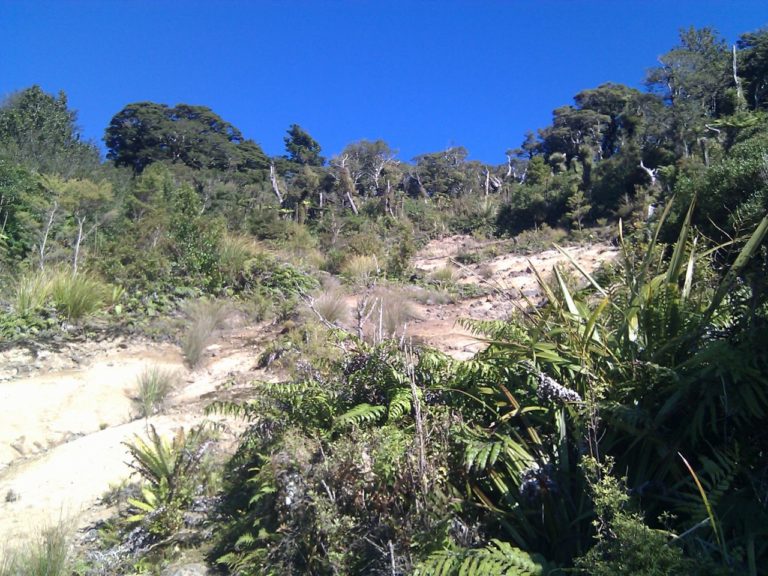 Mt Te Aroha To Wharawhara Track Walk