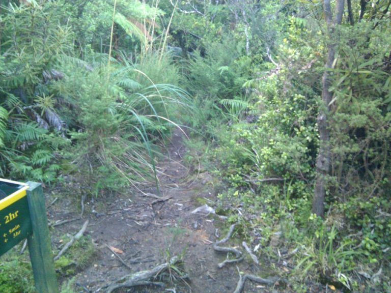 Mt Te Aroha To Wharawhara Track Walk