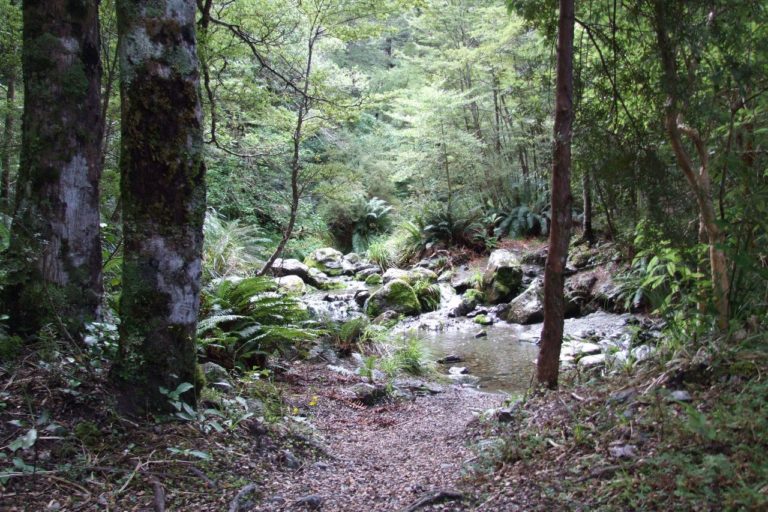 Mt Thomas Forest Walk