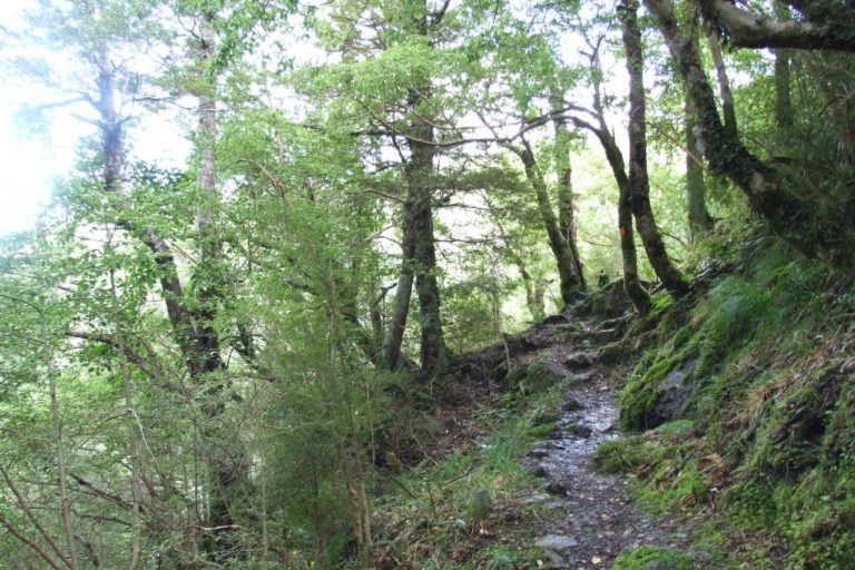 Mt Thomas Forest Walk