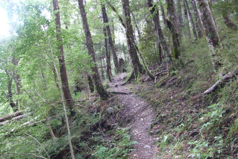 Mt Thomas Forest Walk