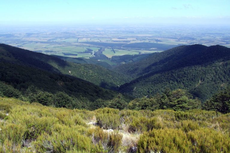 Mt Thomas Forest Walk