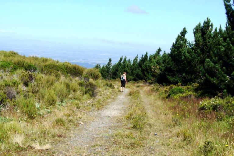 Mt Thomas Forest Walk