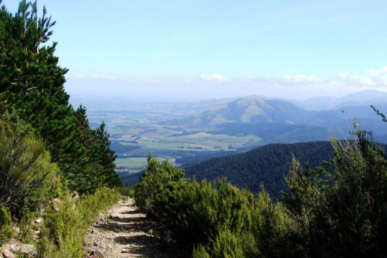 Mt Thomas Forest Walk