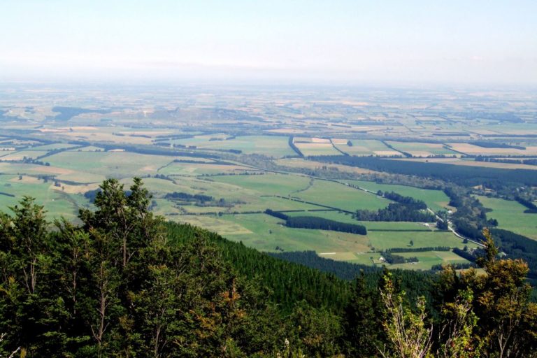 Mt Thomas Forest Walk