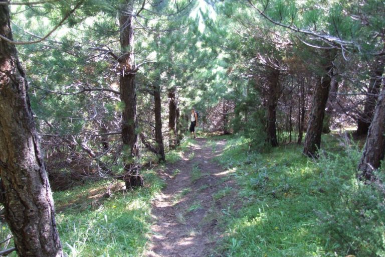 Mt Thomas Forest Walk