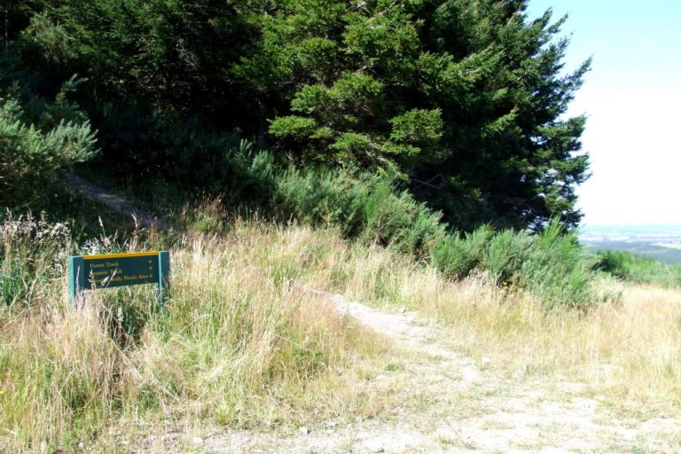 Mt Thomas Forest Walk