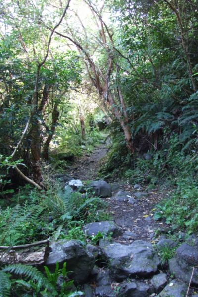 Mt Thomas Forest Walk
