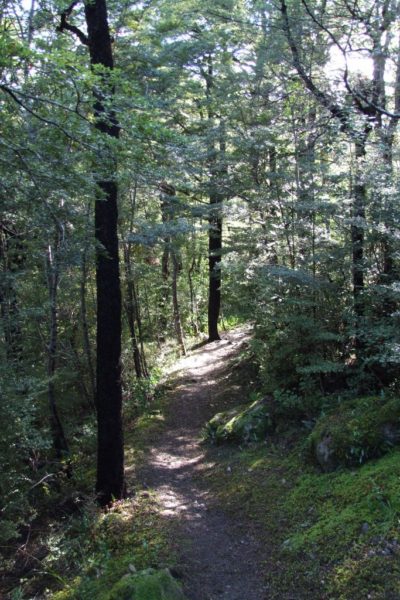 Mt Thomas Forest Walk