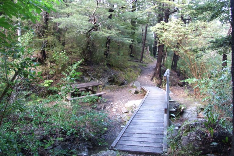 Mt Thomas Forest Walk