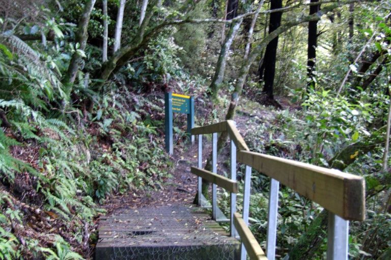 Mt Thomas Forest Walk