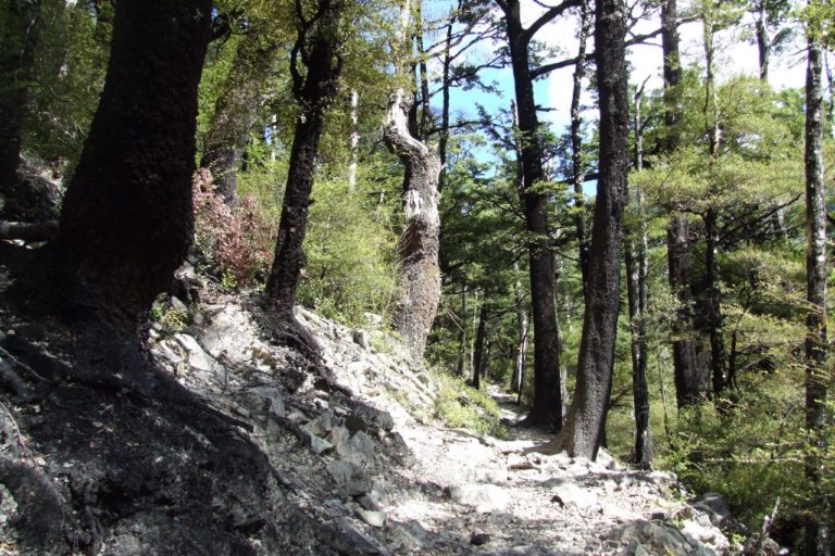 Mt Thomas Forest Walk