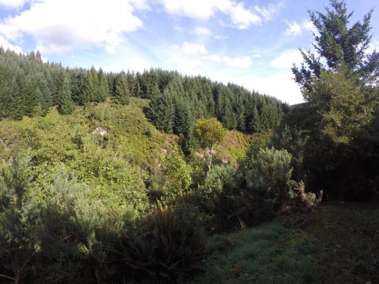 Otago Dam Walk - Gabriel's Gully
