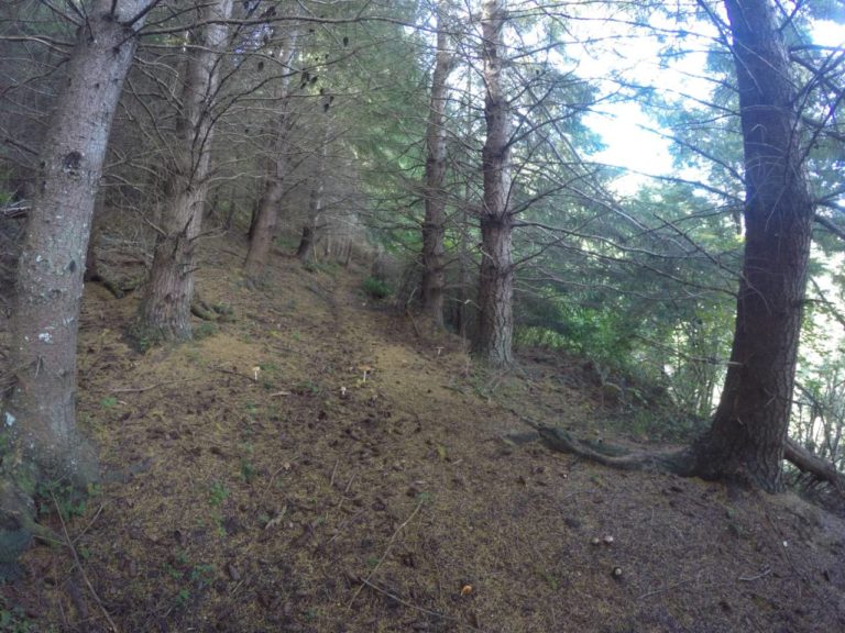 Into the pine trees
