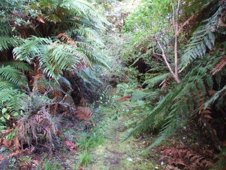 Whakarewarewa Forest Mountain Bike Track