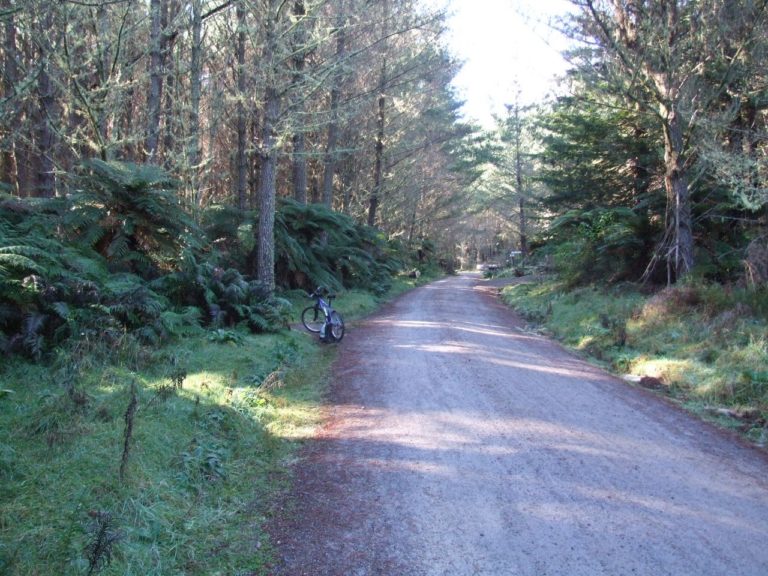 Hill Road Whakarewarewa Forest