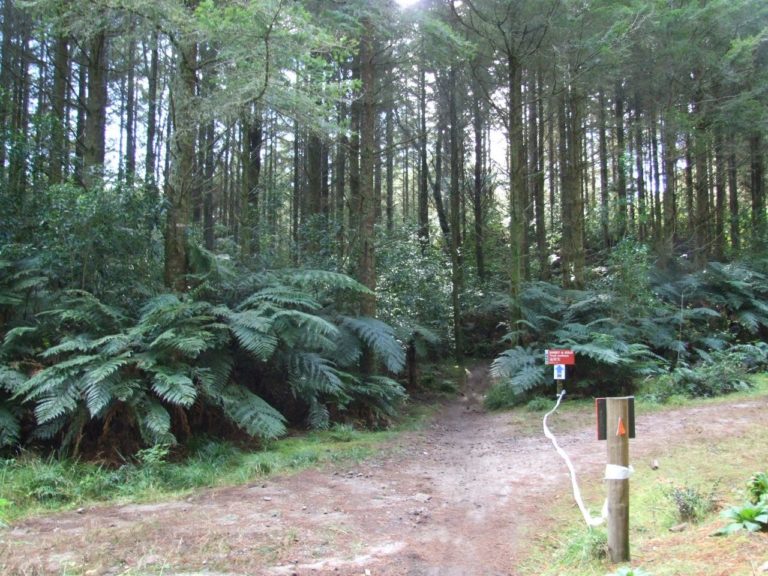 Sweet and Sour Track