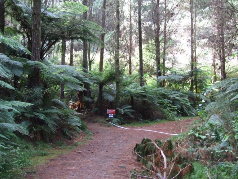 Whakarewarewa Forest Mountain Bike Track