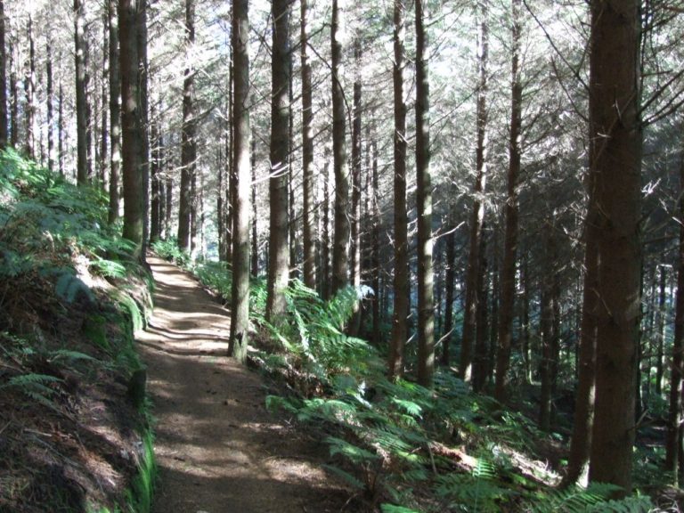 Whakarewarewa Forest 8 Mile