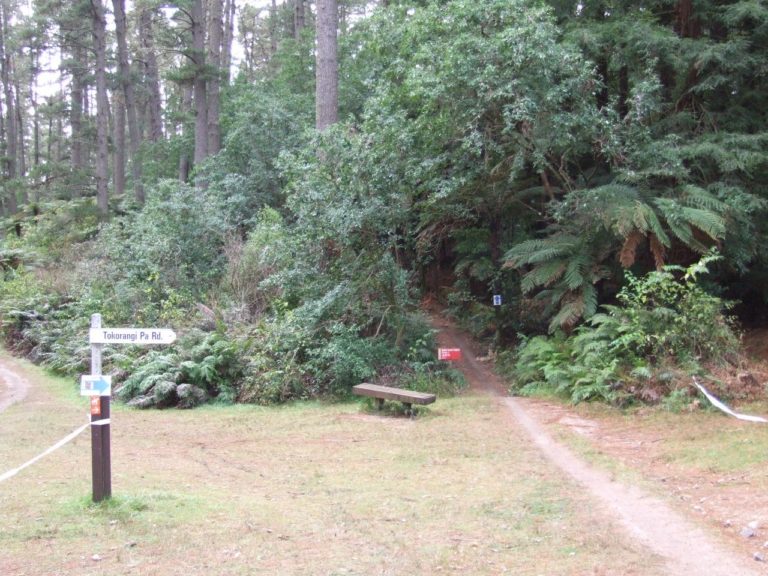 Whakarewarewa Forest Mountain Bike Track
