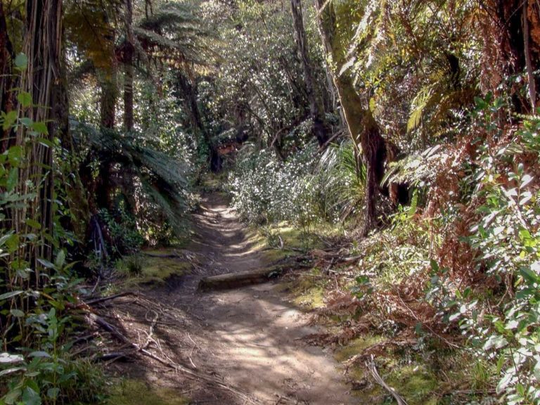 Redwoods Grove Walk