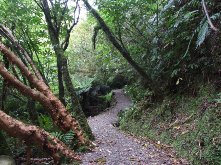 Ross Water Race walkway
