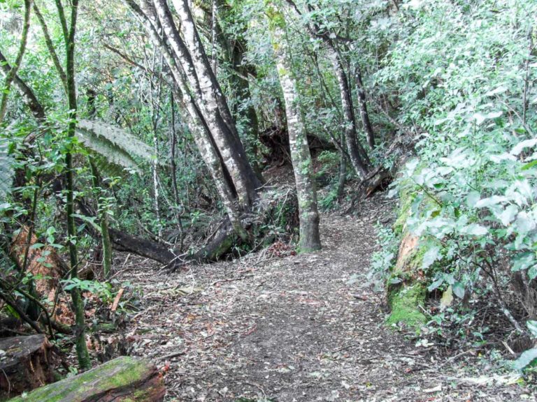 Lake Rotopounamu Walk