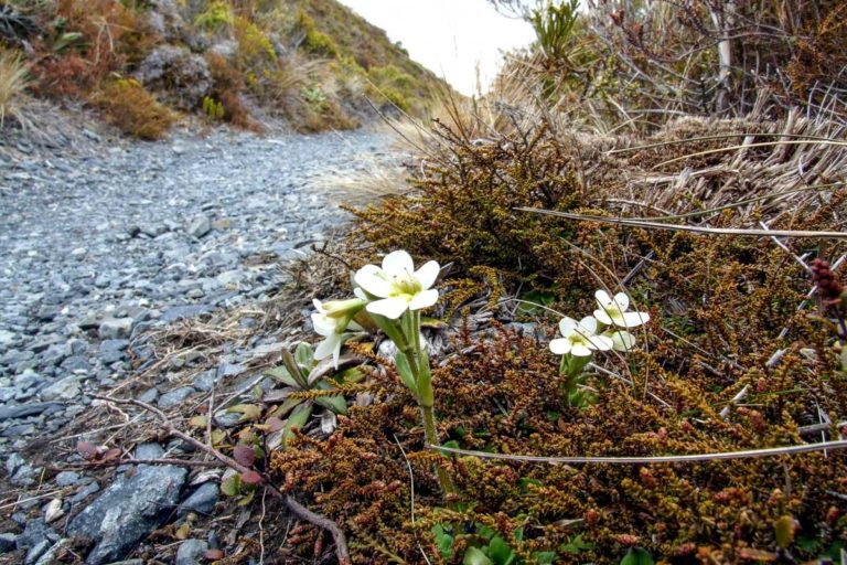 Silica Rapids Walk, Ruapehu