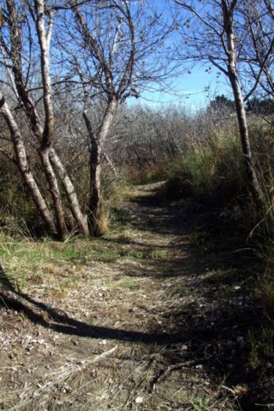 Brooklands lagoon Track