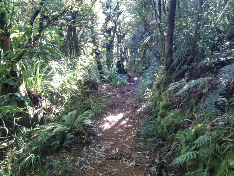 Waiorongomai Track