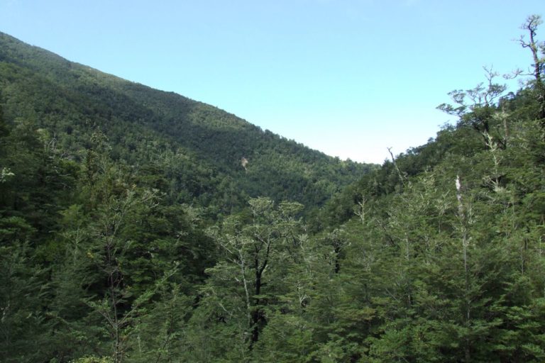 Mt Thomas Forest Walk