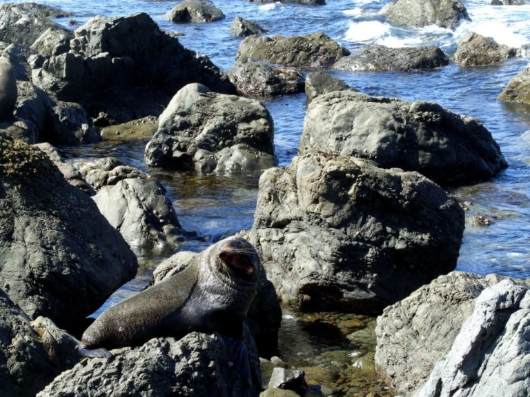 Turakirae Heads Seals