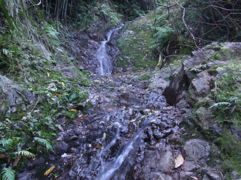 Karangahaka Gorge Walk To Wharawhara Road End