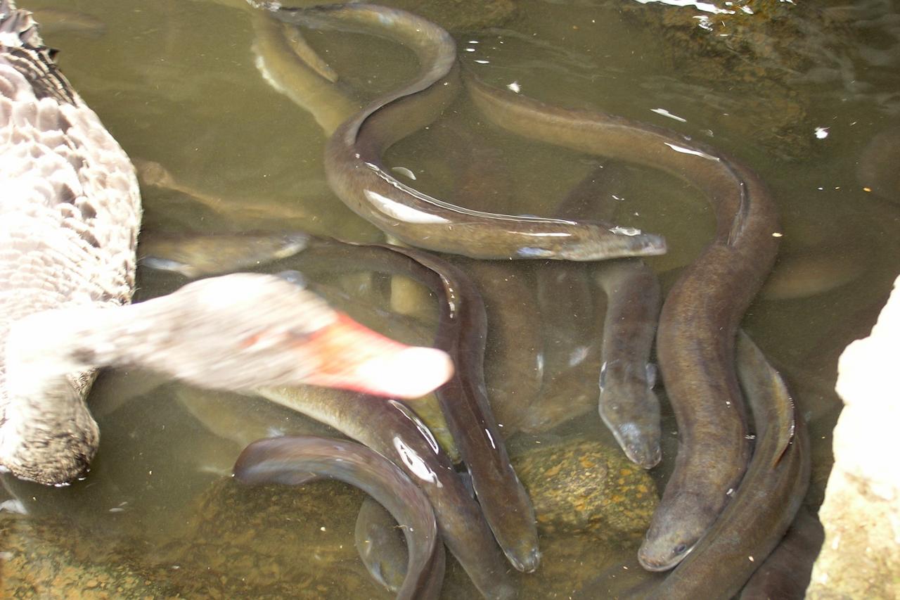Lots of eels for the kids to see