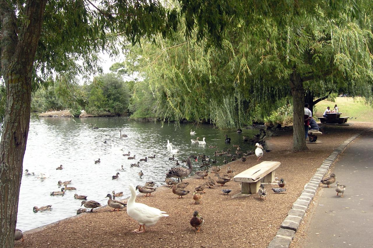 Plenty of bird life at Western Springs Park